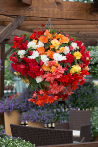 Heirloom Begonia Semi-Trailing Seeds – Non-GMO Flower Seeds for Planting