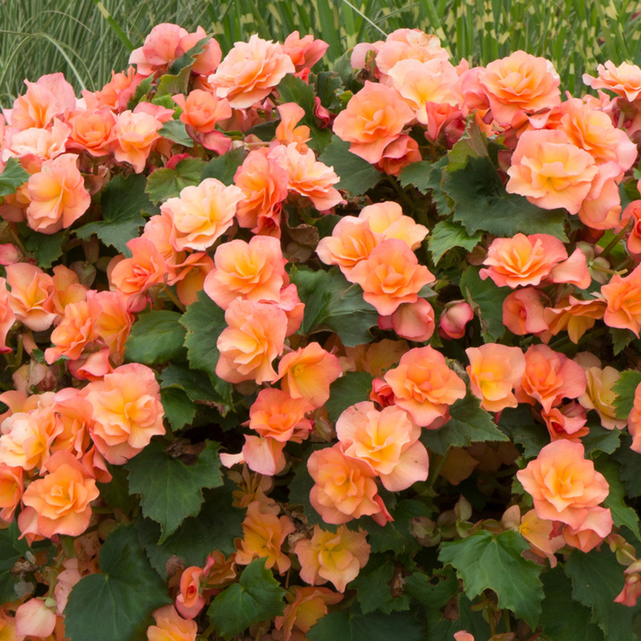 Apricot Joy Hanging Basket Begonia