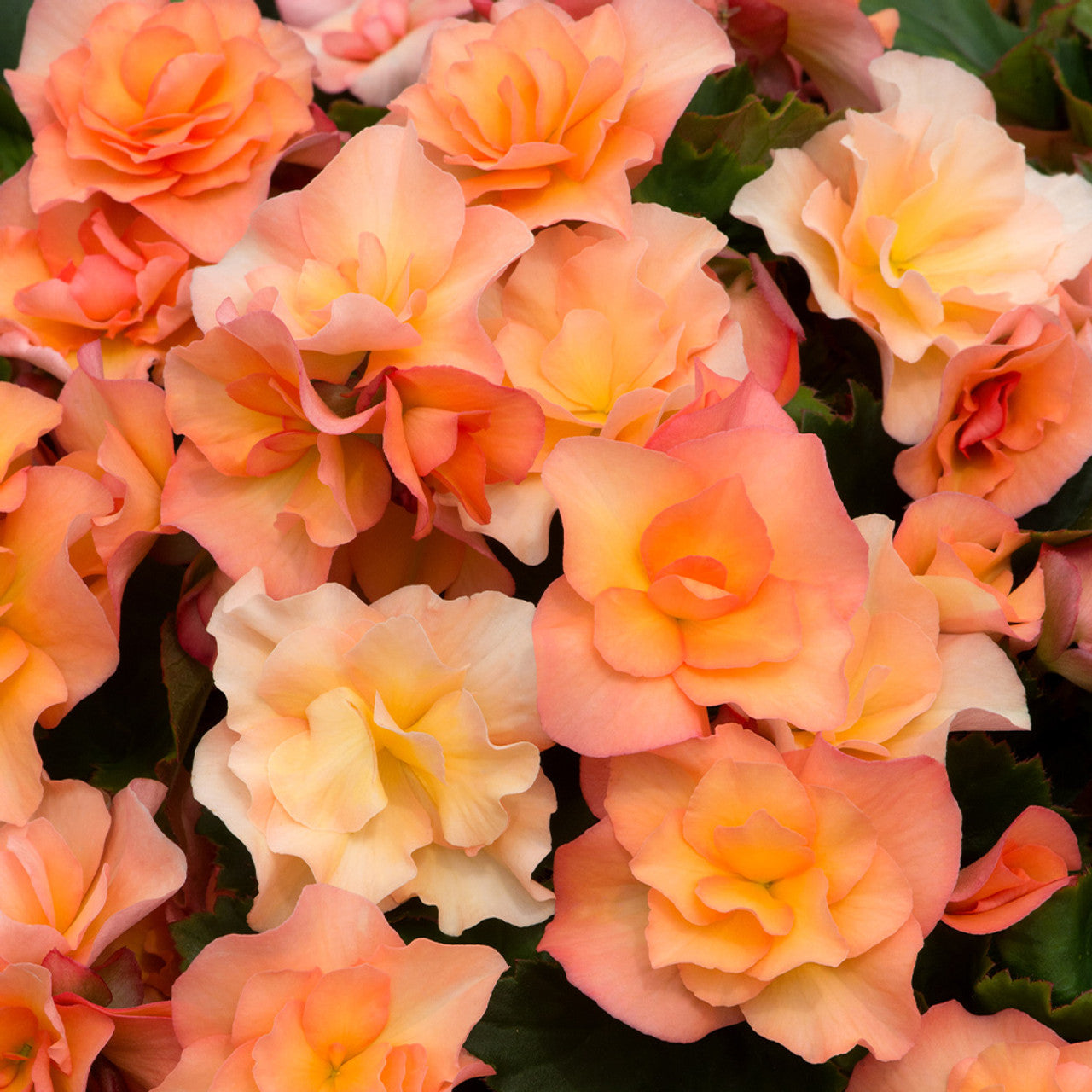 Apricot Joy Hanging Basket Begonia