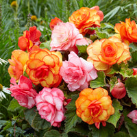 Picotee Begonia Mixture