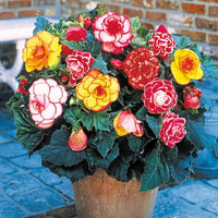 Double Begonia Mixture Super Sak
