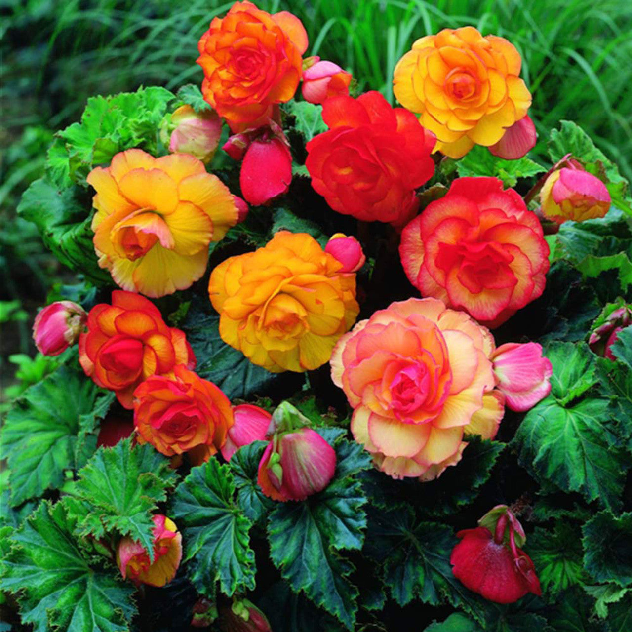 Sangria Begonia