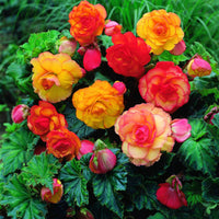 Double Begonia Mixture Super Sak