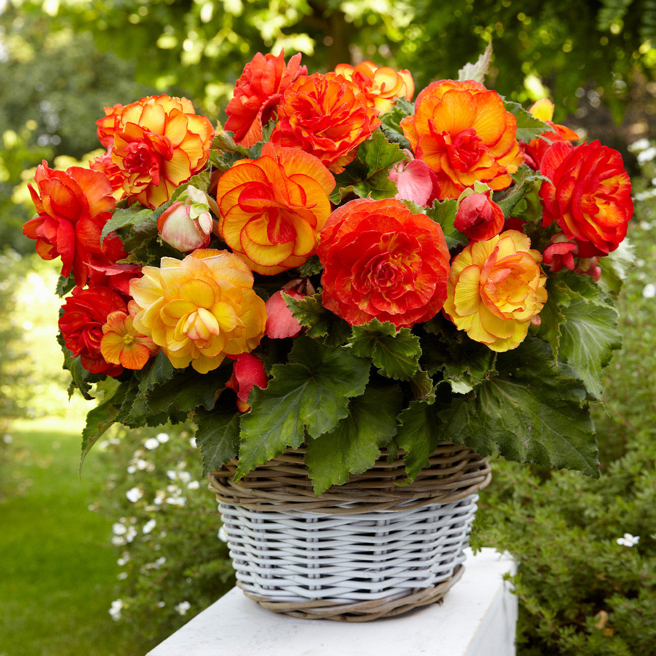 Picotee Begonia Mixture