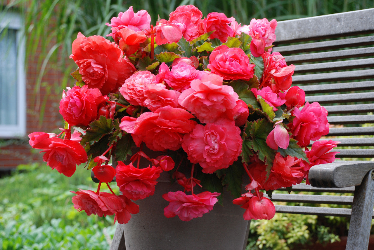Pink Delight Hanging Basket Begonia