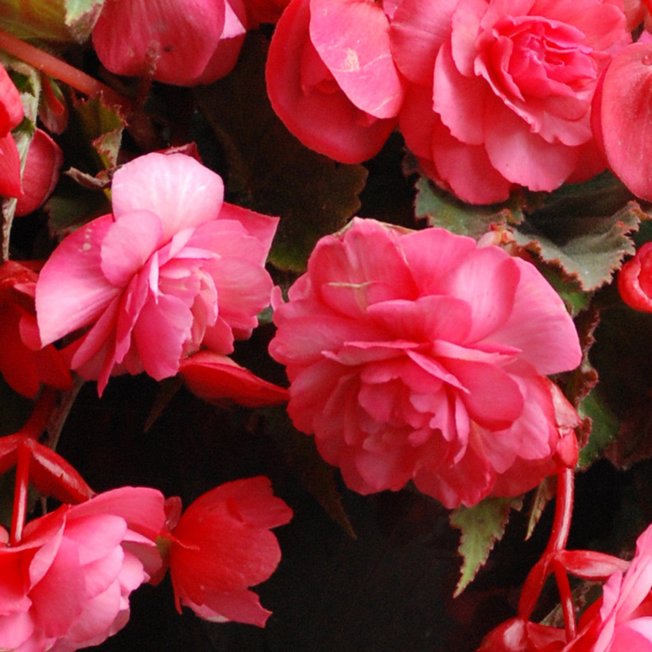 Pink Delight Hanging Basket Begonia