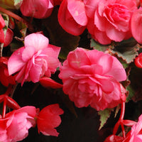 Pink Delight Hanging Basket Begonia