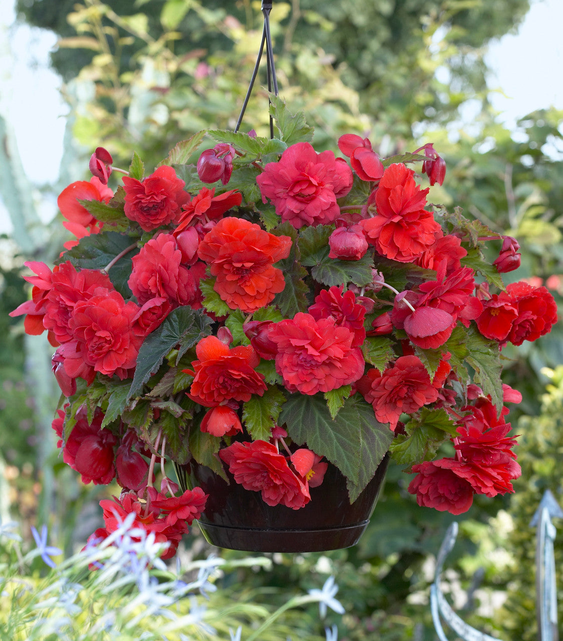 Red Glory Hanging Basket Begonia