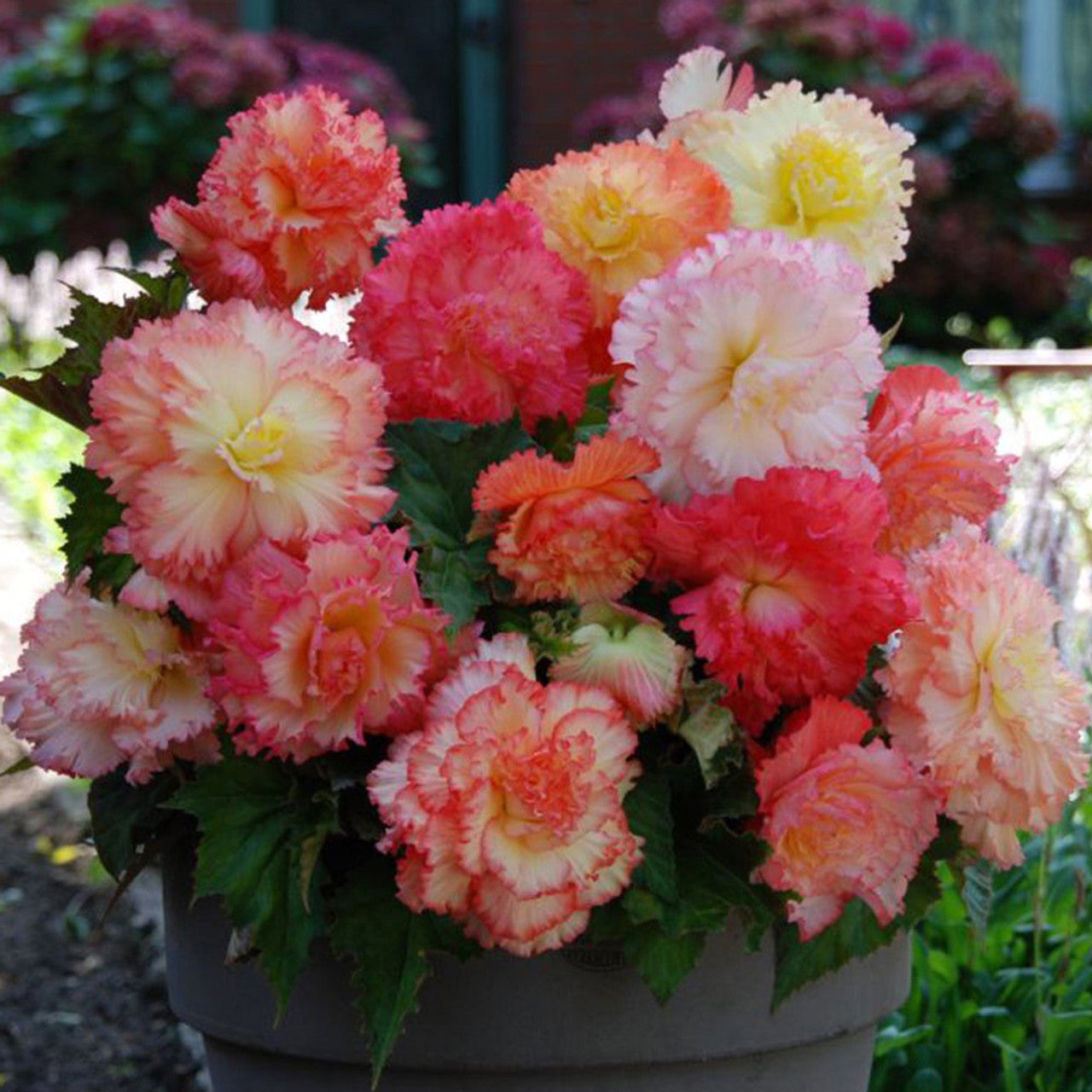 Samba Begonia Mixture