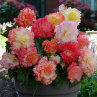 Samba Begonia Mixture