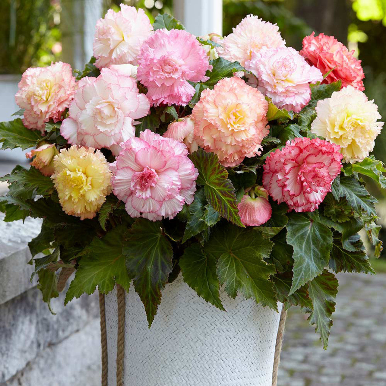 Samba Begonia Mixture