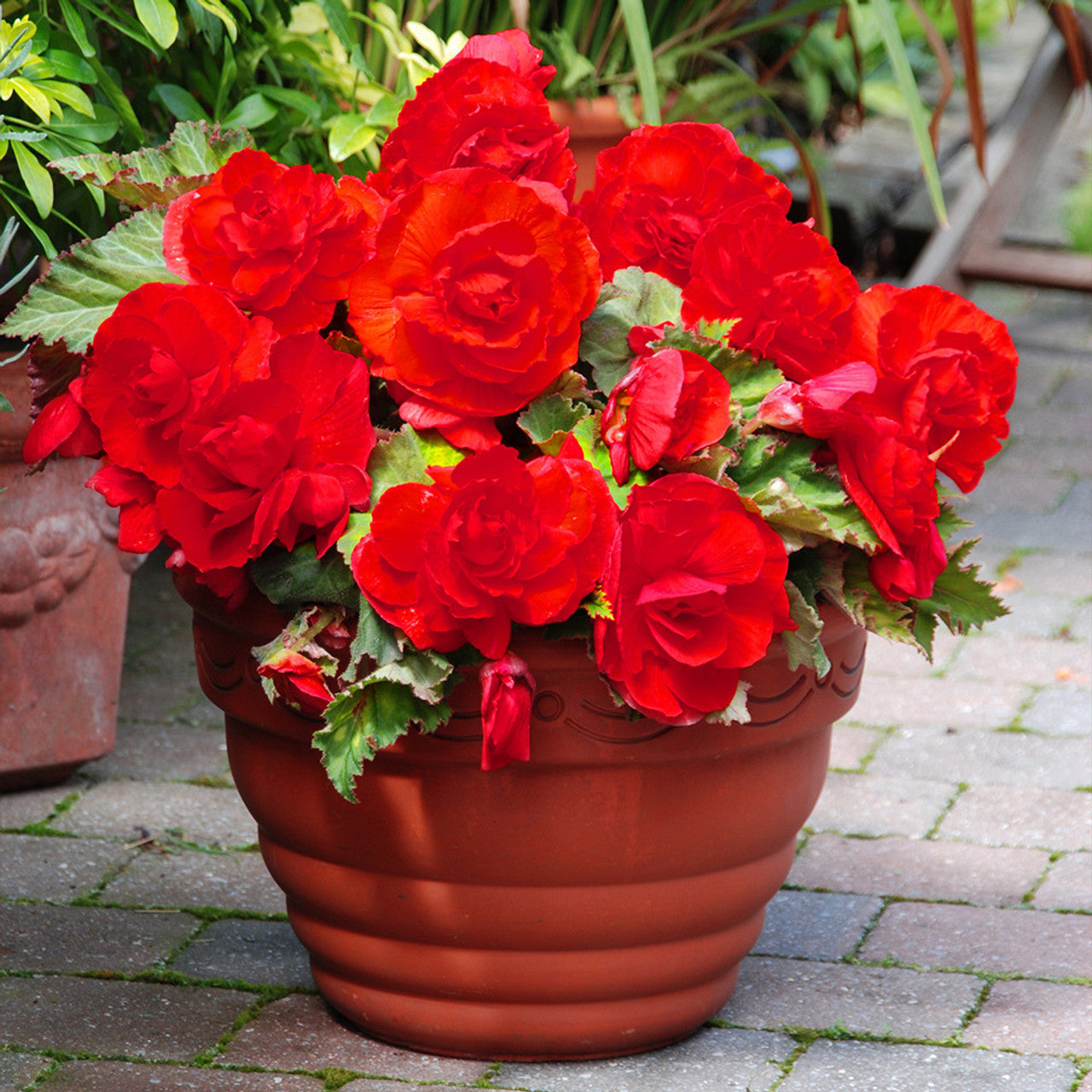 Red Superba Begonia