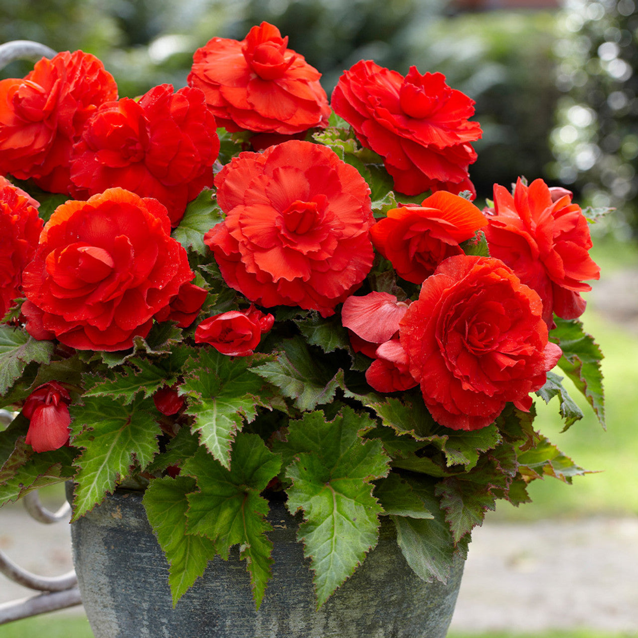 Red Superba Begonia
