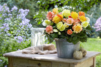 Crispa Marginata Begonia Mixture