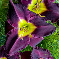 Purple de Oro Dwarf Reblooming Daylily