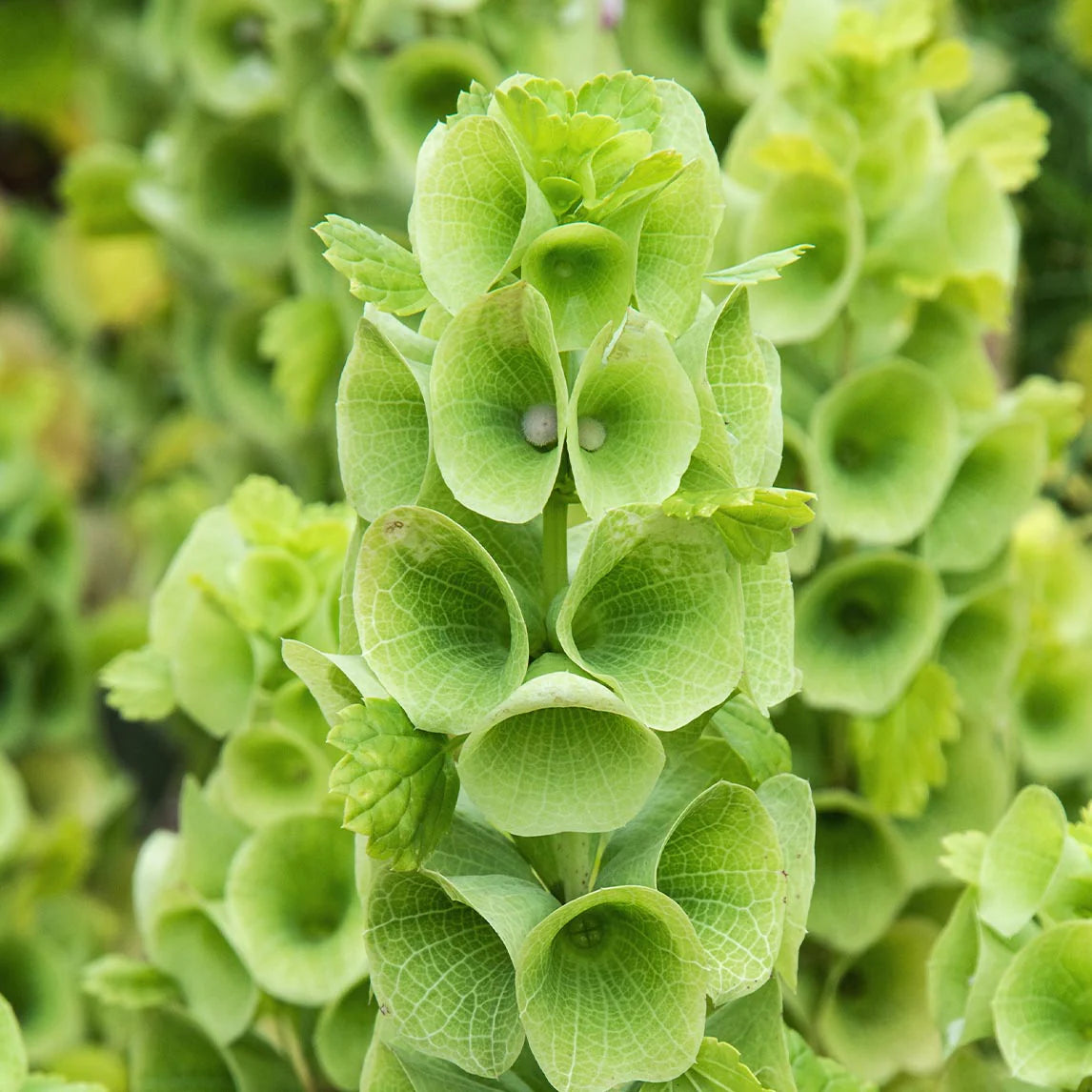 Heirloom Non-GMO Bells of Ireland Plant Seeds for Planting – Unique Green Spire-Shaped Garden Blooms