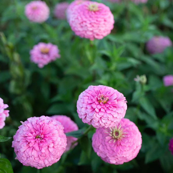 Benary’s Giant Bright Pink – Zinnia Seed