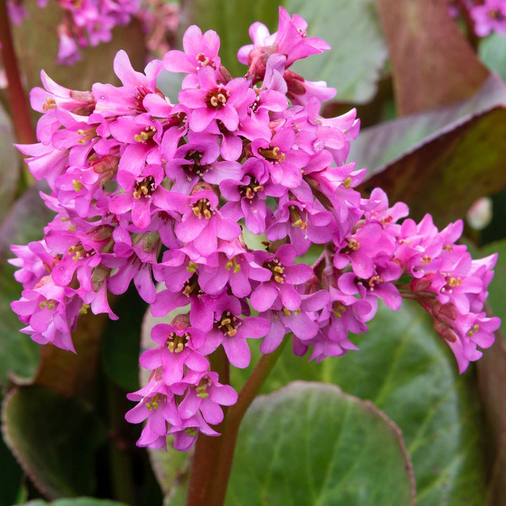 Heirloom Bergenia Seeds – Non-GMO Flower Seeds for Planting