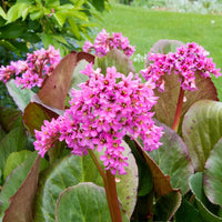 Heirloom Bergenia Seeds – Non-GMO Flower Seeds for Planting