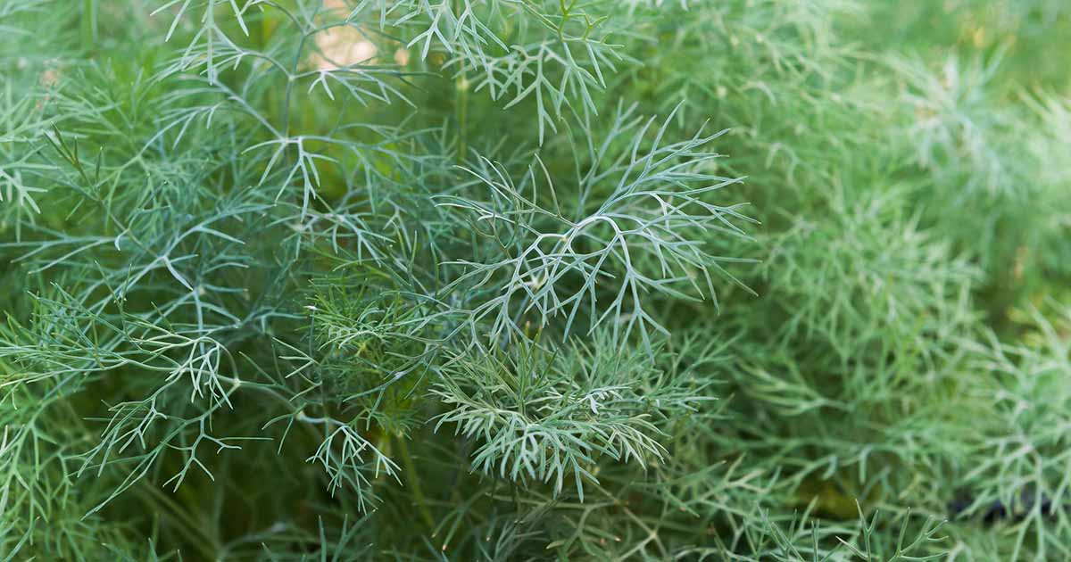 Green Sleeves – Organic Dill Seed