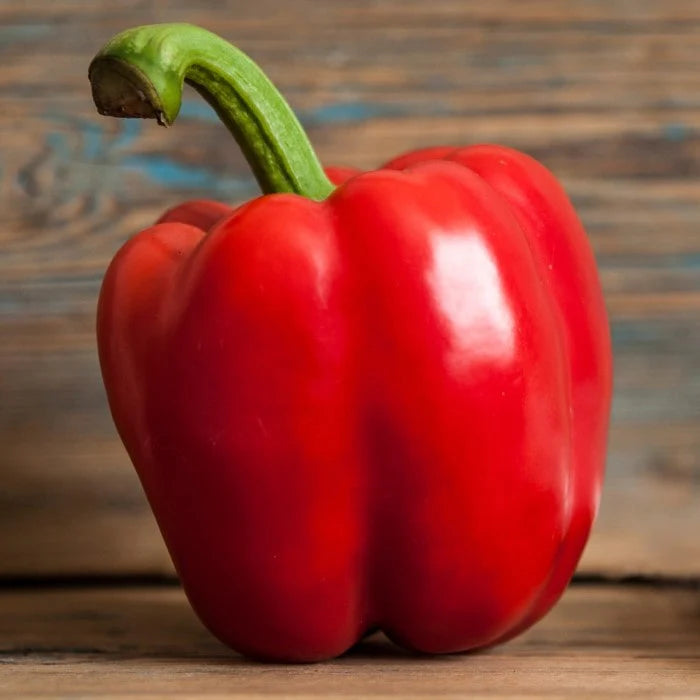 Cupid – Organic Bell Pepper Seed