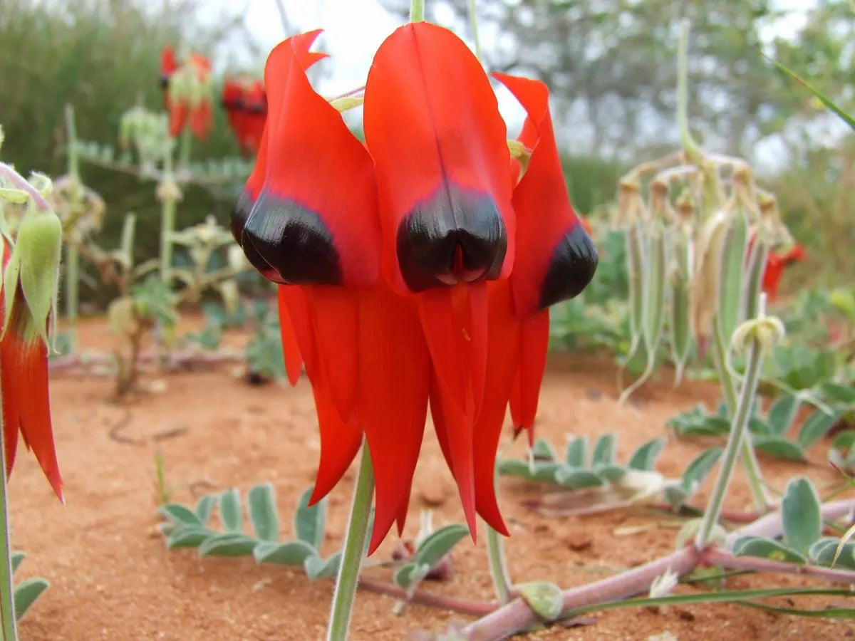 Sturt's Desert Pea