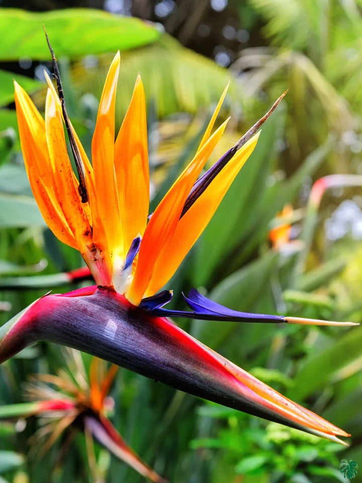 Heirloom Queen's Bird-of-Paradise Seeds – Non-GMO Flower Seeds for Planting