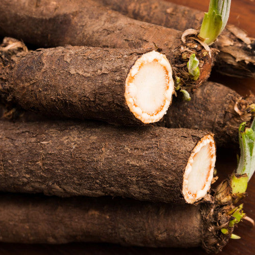 Salsify- Mammoth Sandwich