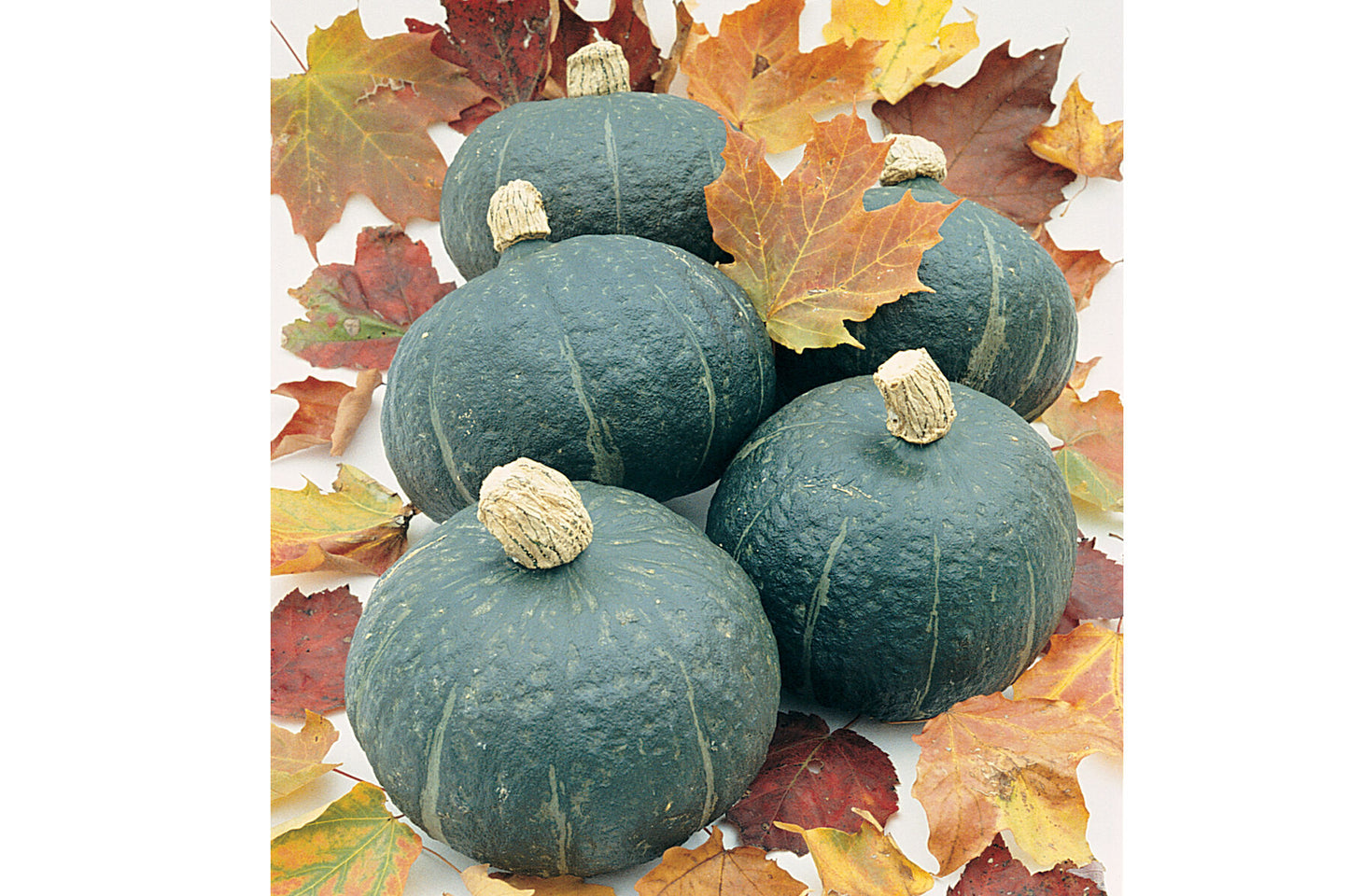 Cha-Cha – Organic Kabocha Squash Seed