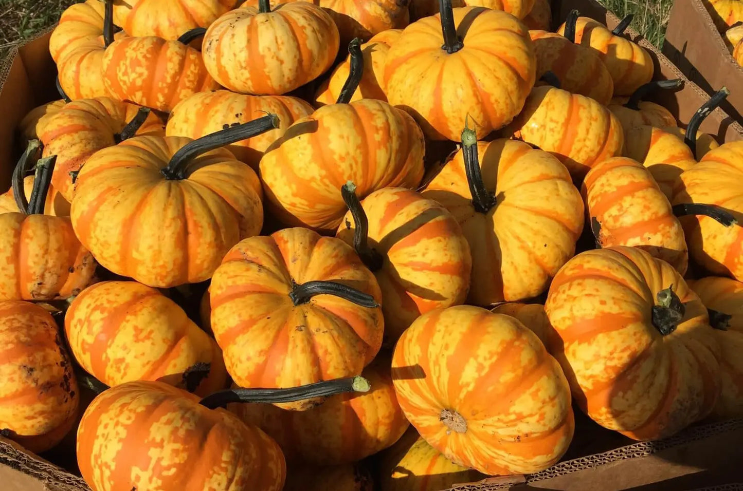 Blaze – Treated Pumpkin Seed