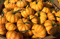 Blaze – Treated Pumpkin Seed