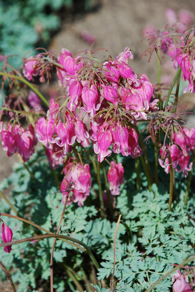 Fernleaf Bleeding Heart