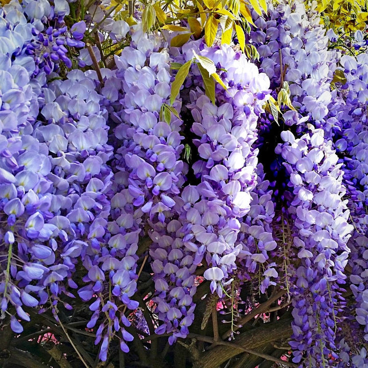 Heirloom Non-GMO Wisteria Flower Seeds for Planting – Fragrant Cascading Garden Vines