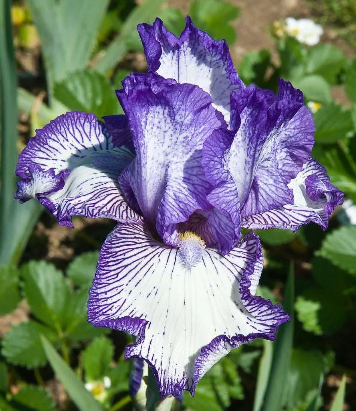 Hemstitched Reblooming Bearded Iris Seeds