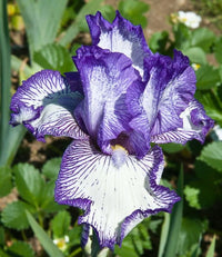 Hemstitched Reblooming Bearded Iris Seeds