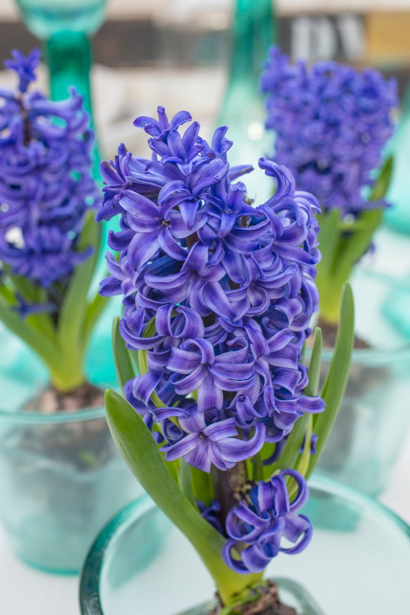 Hyacinth- Blue Pearl