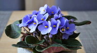 Heirloom Non-GMO Saintpaulia Flower Seeds for Planting – African Violet Garden Seeds