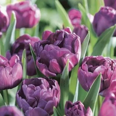 Tulip Diamond Bulbs