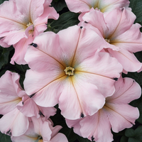 Blush Pink Petunia Hybrida Seeds for Planting - Heirloom, NON-GMO Flower Seeds - Easy to Grow Garden Blooms