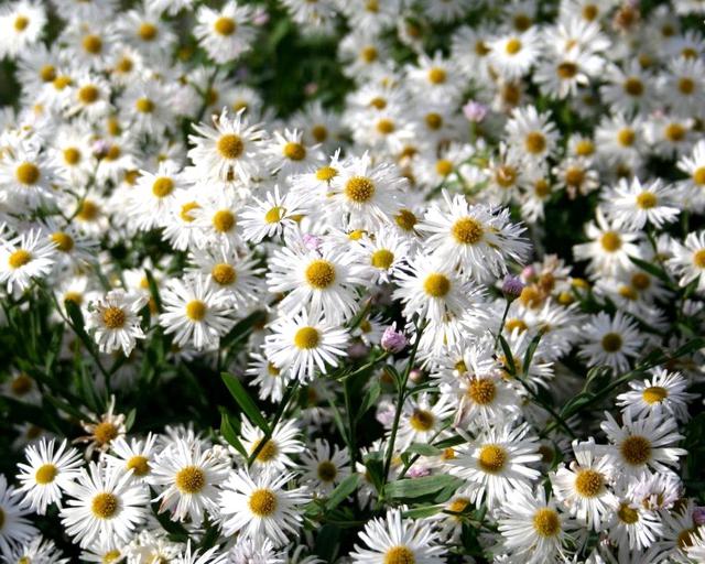 Heirloom Non-GMO Boltonia Asteroides Flower Seeds – Perennial Daisy Flower Seeds for Planting - Non-GMO for planting in home garden