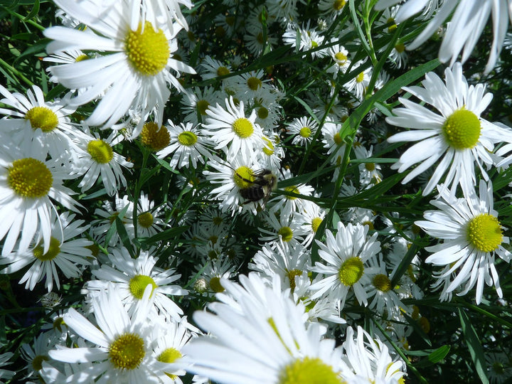 Heirloom Non-GMO Boltonia Asteroides Flower Seeds – Perennial Daisy Flower Seeds for Planting