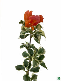 Bougainvillea Orange Ice Flower Seeds for Planting - Heirloom and Non-GMO Garden Seeds