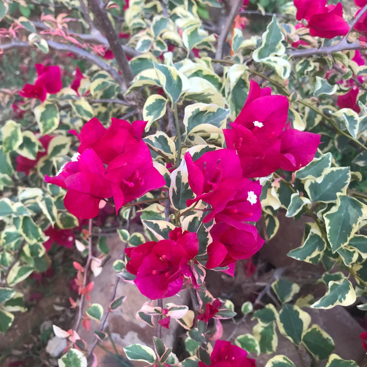 Raspberry Ice Bougainvillea spectabilis flower seeds for Planting - Heirloom & Non-GMO Garden Seeds