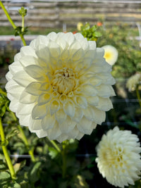 Dahlia- Boundary Snow Flake (Tuber)