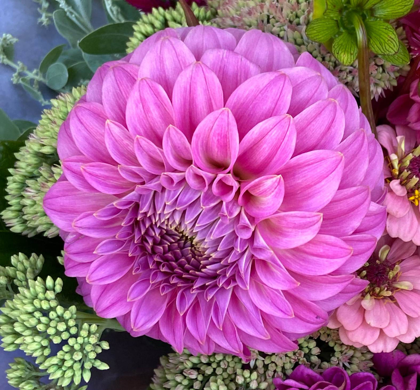 Dahlia- Bracken Sequel (Tuber)