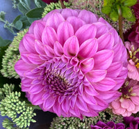 Dahlia- Bracken Sequel (Tuber)