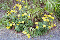 Showy Everlasting Daisy