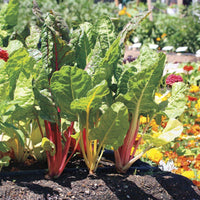 Bright Lights Swiss Chard Seed