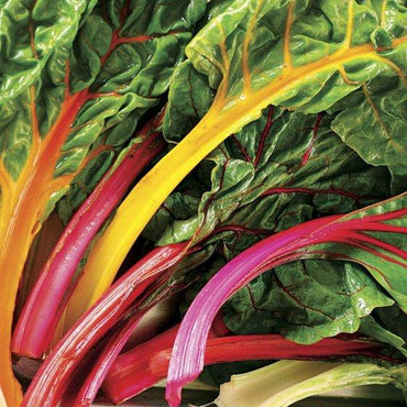 Bright Lights Swiss Chard Seed