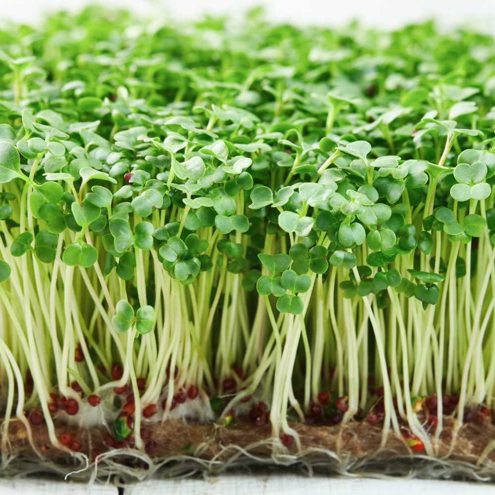 Broccoli – Organic Microgreen Seed